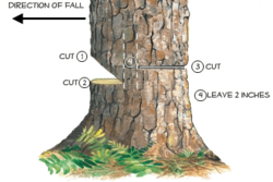 tree-cutting-diagram.png