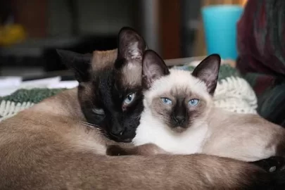cats.jpg
