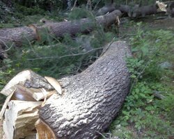 wood pile 005 (Small).jpg