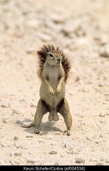 FARK squirrel.jpg
