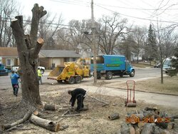 Goodbye yard tree, hello firewood. What a deal!