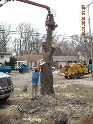 Goodbye yard tree, hello firewood. What a deal!