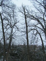 white oak snag at east property line.jpg