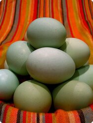 Araucanas eggs.jpg