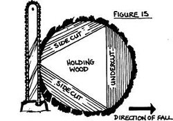 Tree-felling_safety-15.jpg
