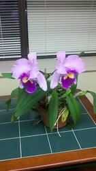My orchidz in bloom...