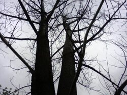 tree51.jpg