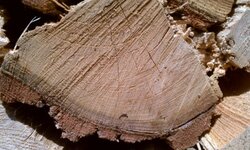 wood id please help