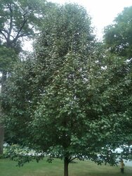 Strange Midnight sounds in July from the Bradford Flowering Pear Tree? Mystery sounds identified!! T