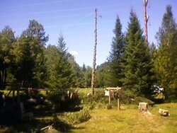 Power line Spruce, White pine, and Maple
