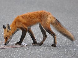 foxy2.jpg
