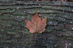 maple leaf.JPG