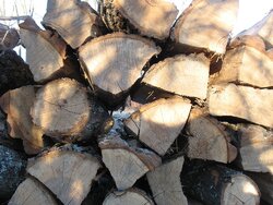 Hickory And Oak Drying In Winter.jpg