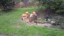 101211 pumpkin stand.jpg