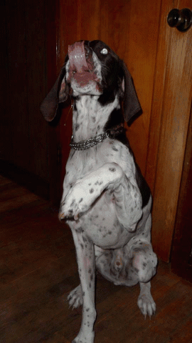 tarddog[1].gif