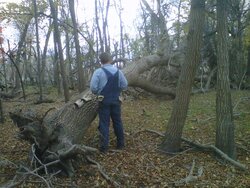 huge tree down-2.jpg