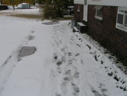 1st snow pic 2.jpg