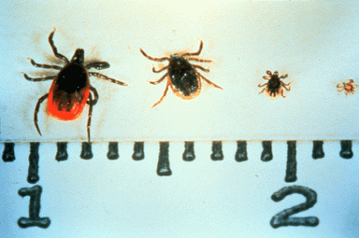 slide21.gif