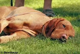 tired vizsla.jpg