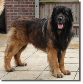 bear_24april05.gif