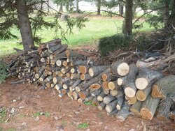 wood pile 3.jpg