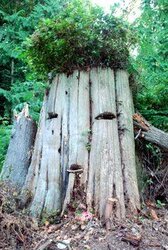 Monster stump