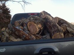 Big oak down