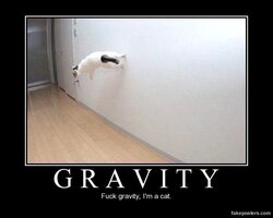 gravity  cat.jpg