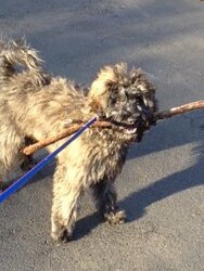 Toby With Stick.jpg