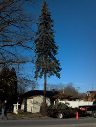 60' blue spruce meets the saws