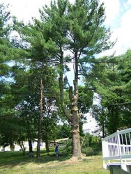 60' blue spruce meets the saws
