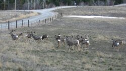 deer herd.jpg