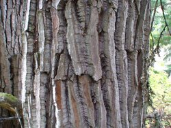 Cotton Wood Bark.jpg
