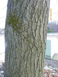 Oak Leaf Identification
