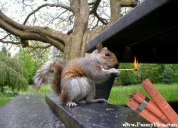 Funny-Squirrels-Funny-Squirrel-Picture-04-FunnyPica.com_.jpg