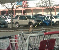At the shopping Plaza a Little Birdie was all ready to go shopping with me!