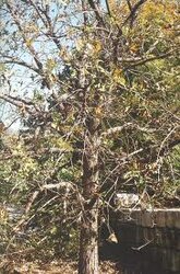 Burr oak.jpg