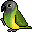 Senegal_Parrot.gif