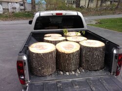 Shoulder season wood? (Wood ID)