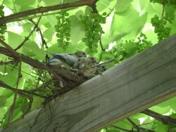 Doves nesting in the woodshed