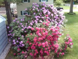 Rhododendrons blooming