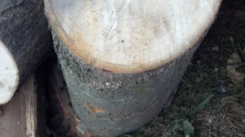 wood4.jpg