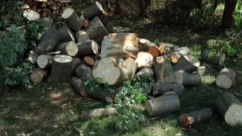 wood1.jpg