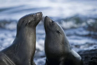 seals.jpg