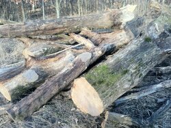Oak logs.jpg