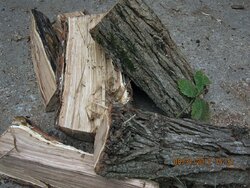 wood id 09 12.jpg