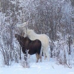 White Moose photos