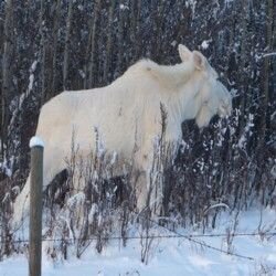 White Moose photos