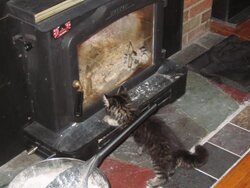 New Kitty likes stove......