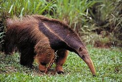 giant-anteater.jpg